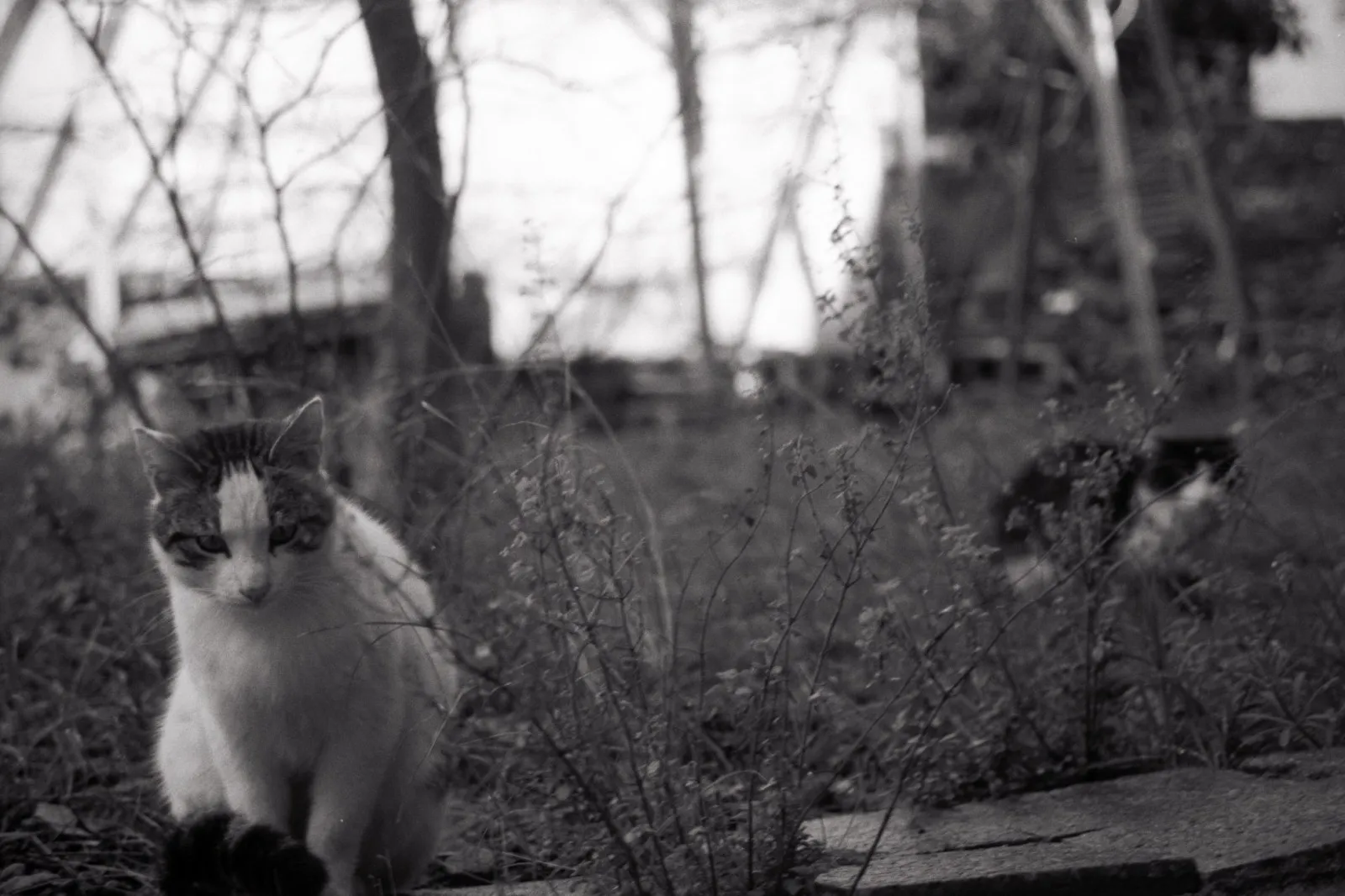 #filmisnotdead no.10 — kare 12